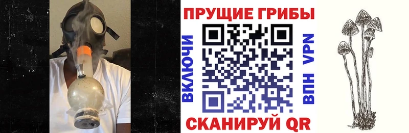 Галлюциногенные грибы Psilocybine cubensis  наркота  Великий Устюг 